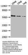 UL49 Antibody