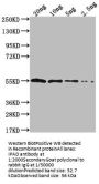 IPAD Antibody