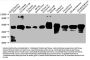 At1g32060 Antibody