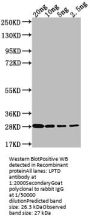 LPTD Antibody