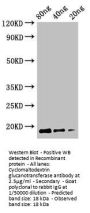 Cyclomaltodextrin glucanotransferase Antibody