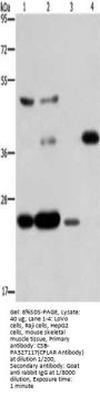 CFLAR Antibody