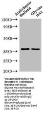 BG2 Antibody