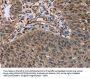 Rabbit anti-human HOMER1 polyclonal antibody