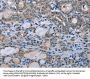 Rabbit anti-human HOMER1 polyclonal antibody