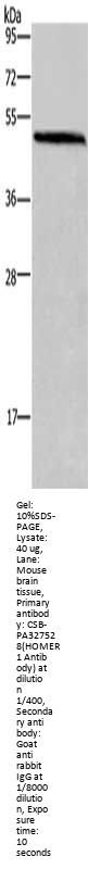 Rabbit anti-human HOMER1 polyclonal antibody