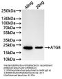 ATG8 Antibody