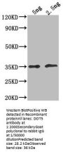 DOT5 Antibody