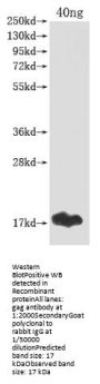 gag Antibody