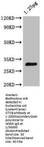 otsB Antibody