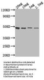 otsB Antibody