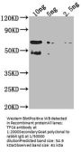 TFC4 Antibody