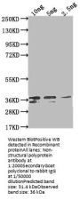 Non-structural polyprotein Antibody