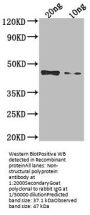Non-structural polyprotein Antibody