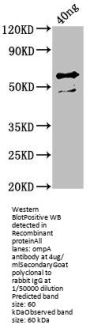 ompA Antibody