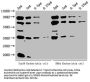 ppsA Antibody