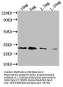 Endochitinase B Antibody