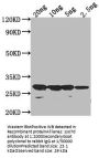 sso7d Antibody
