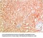 ATG5 Antibody