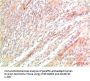 ATG5 Antibody