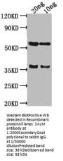 SALM Antibody