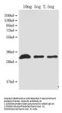 Dop1R1 Antibody