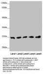 EEF1B2 Antibody