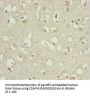 EEF1B2 Antibody