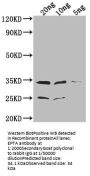 EPTA Antibody