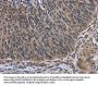AVEN Antibody