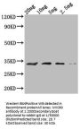 MIC60 Antibody