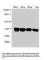 pdeH Antibody