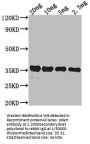 pdeH Antibody