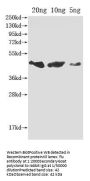flu Antibody