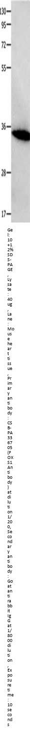 FOXS1 Antibody