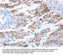 KIF3A Antibody
