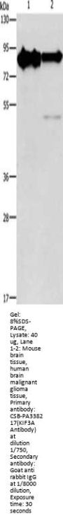 KIF3A Antibody