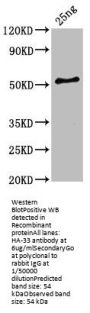 HA-33 Antibody