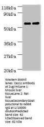 Ces1c Antibody