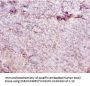 Ces1c Antibody