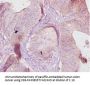 Ces1c Antibody