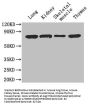Ces1c Antibody