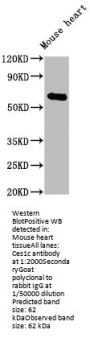Ces1c Antibody