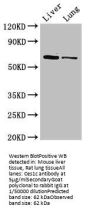 Ces1c Antibody, Biotin conjugated