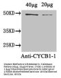 CYCB1-1 Antibody