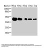ZIP1 Antibody