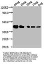 ZIP1 Antibody