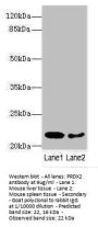 PRDX2 Antibody