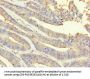 PRDX2 Antibody