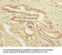 PRDX2 Antibody